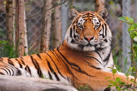 Tiger lying for Part III: The Tigresses Talk