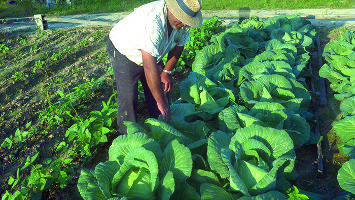 Justice Ahead for Black Farmers